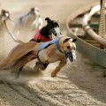 Pari-mutuel Betting on Horse and Dog Races in Florida