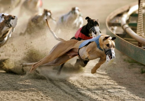 Pari-mutuel Betting on Horse and Dog Races in Florida